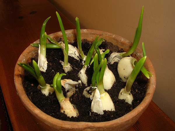 Apprenez à cultiver du curcuma anti-inflammatoire, du gingembre et de l’ail à la maison en quantité infinie Faire-pousser-ail