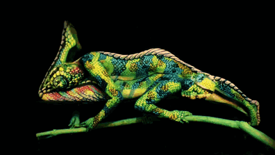 chameleon-body-painting-optical-illusion-johannes-stotter-1