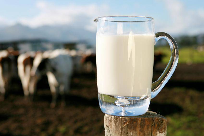 lait de vache