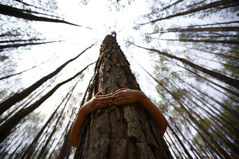 contact avec les arbres