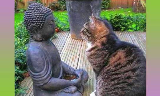 Bouddha parle à son chat