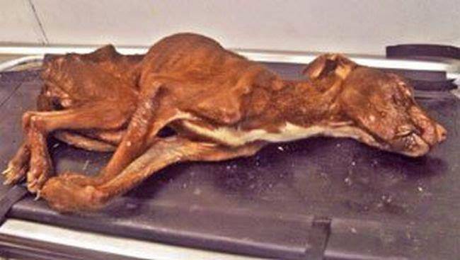Ce chien maltraité et mort de faim