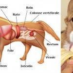 aliments les plus sains