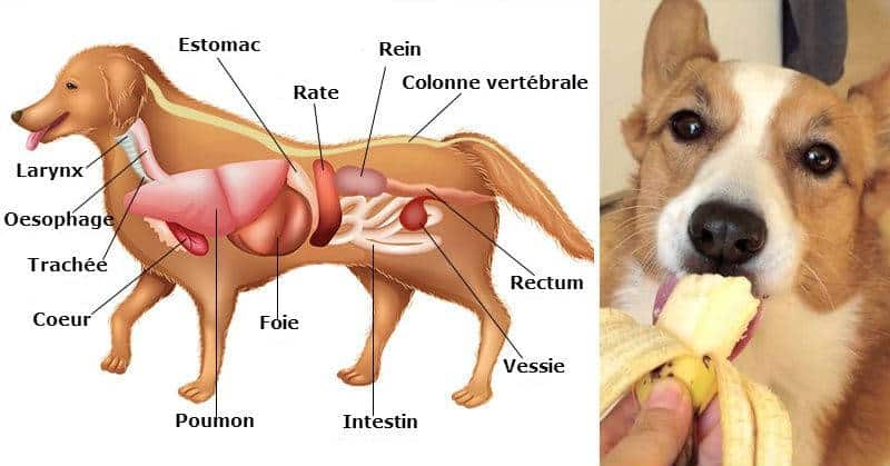 Aliments chien