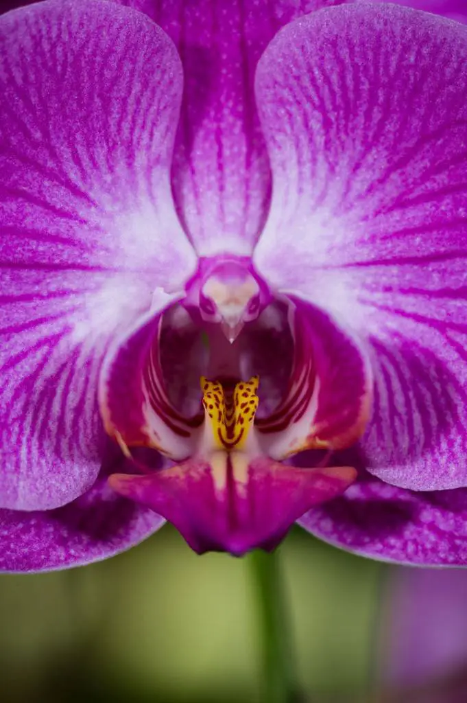https://www.conscience-et-eveil-spirituel.com/wp-content/uploads/2015/09/fleur4-681x1024.jpg.webp