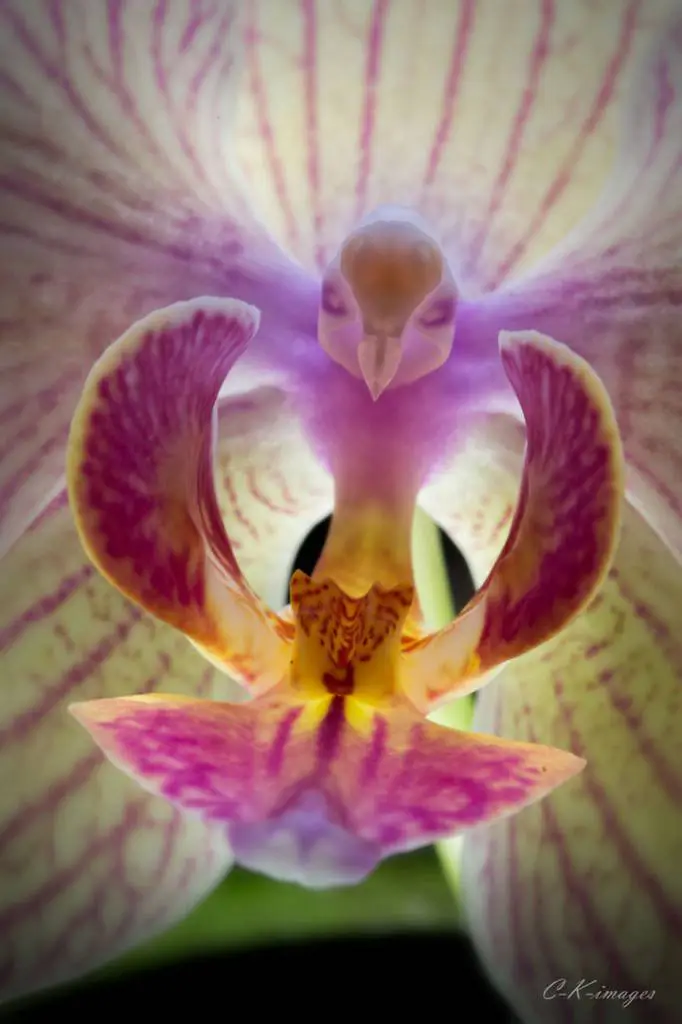https://www.conscience-et-eveil-spirituel.com/wp-content/uploads/2015/09/fleur5-682x1024.jpg.webp