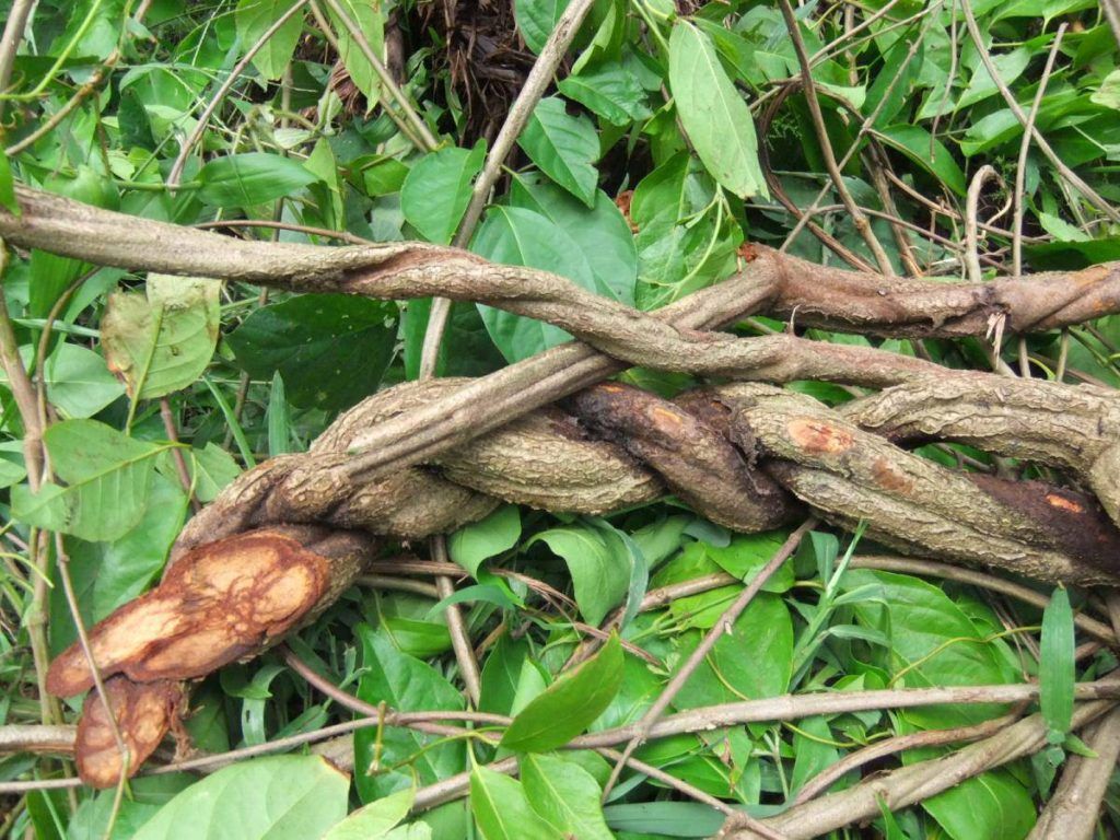 plante ayahuasca