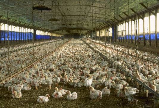 USDA