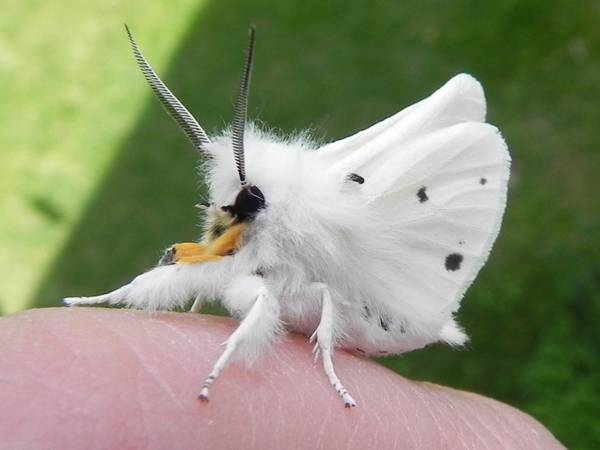 papillon caniche