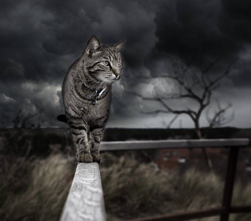 Pour le bouddhisme, les chats représentent la spiritualité. Le Chat était tenu en très grande considération chez les anciens. Il est l'emblème du courage, de l'indépendance mais aussi et surtout de la liberté. Symbole de la vigilance, il représente souvent des citoyens qui ont bien gardé une ville ou une commune.