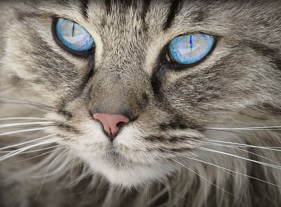 Cat, Des Animaux, Portrait De Chat, Cat S Eyes