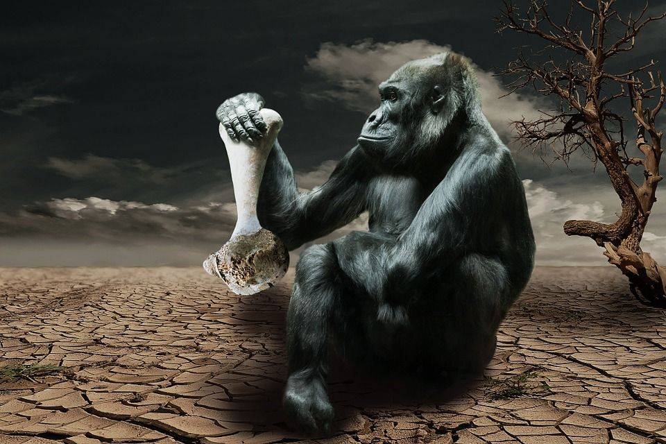 Gorille, La Faim, Sensibilisation À L'Environnement
