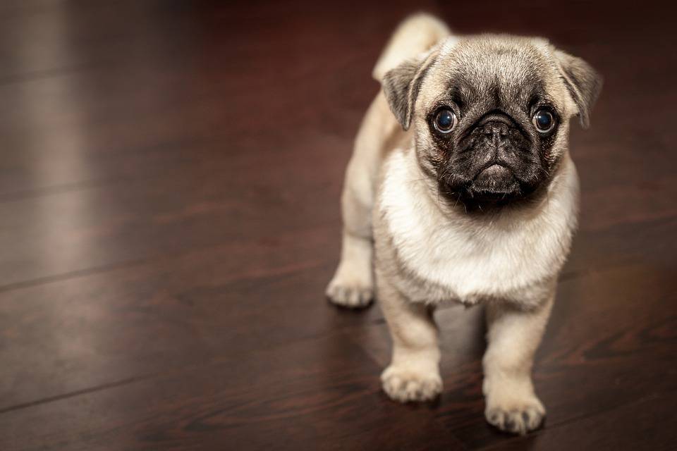 Pug, Chiot, Chien, Des Animaux, Mignon