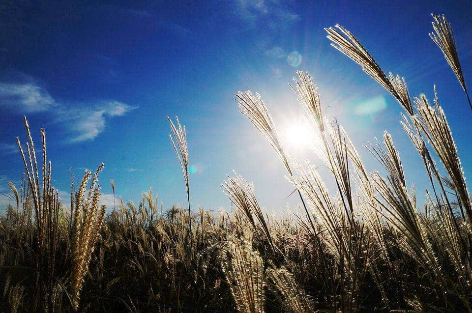 Reed, Ciel, Lumière, Automne