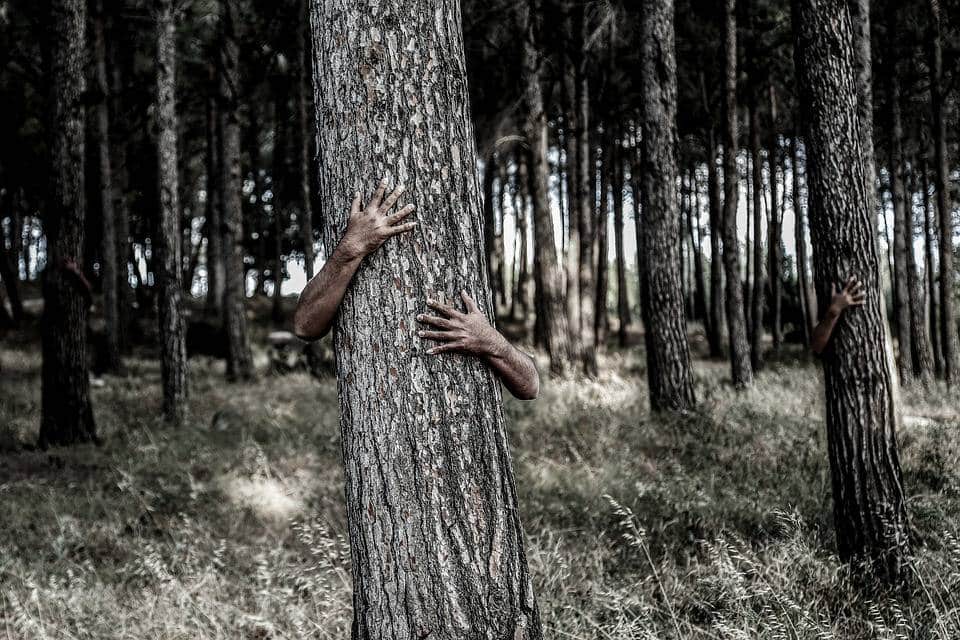 Comment communiquer avec les arbres à la manière des chamans?