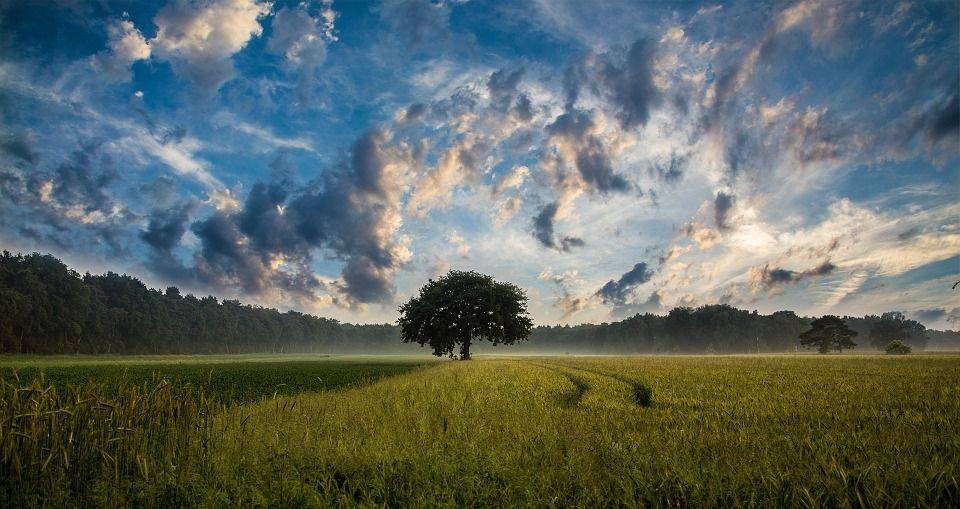 ÂME DES ARBRES