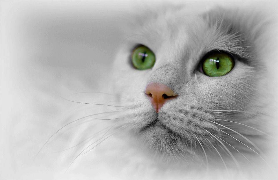 Message D Un Petit Chat Aux Grands Yeux Verts Conscience Et Eveil Spirituel