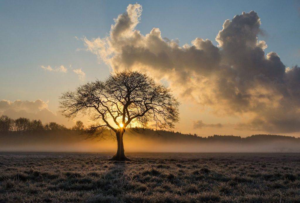 PAROLE D’ARBRE