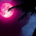 pleine lune rose magique