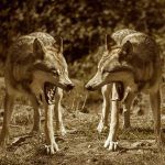 parabole des deux loups