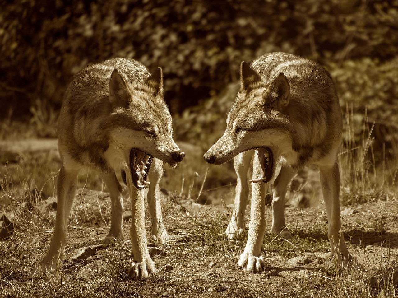 parabole des deux loups