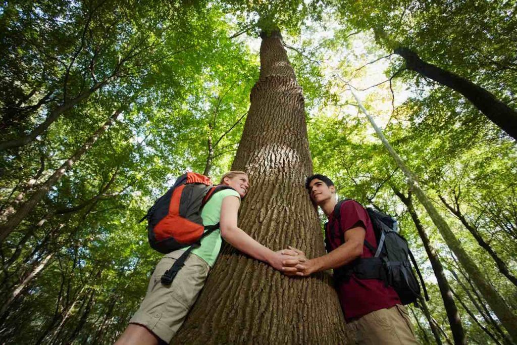 CONTACT AVEC LES ARBRES