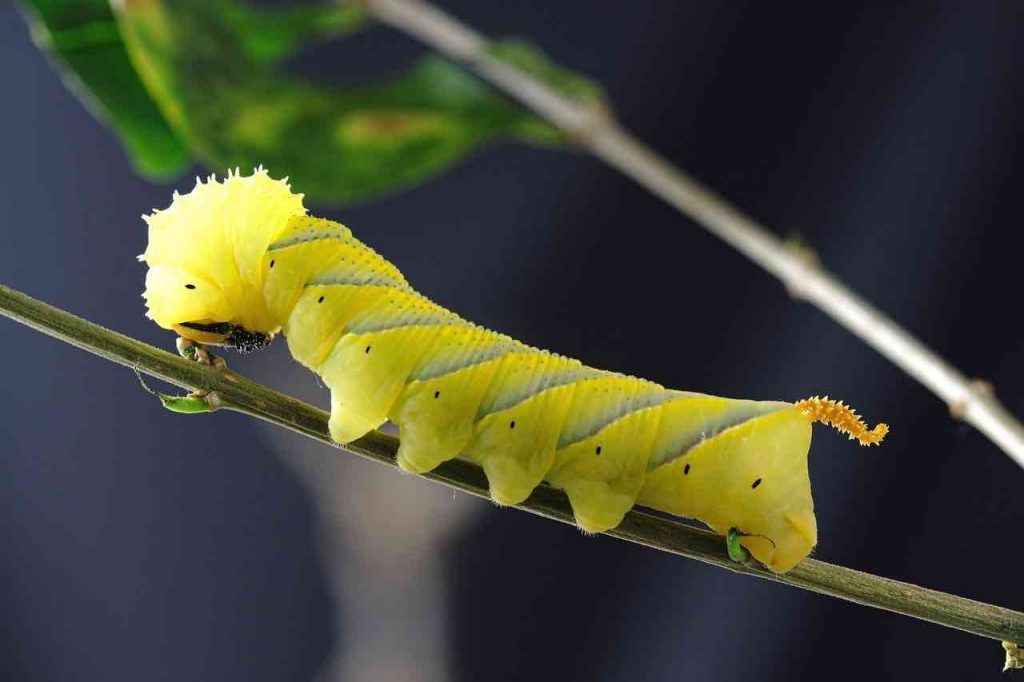 tissu de la chenille