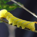 tissu-de-la-chenille