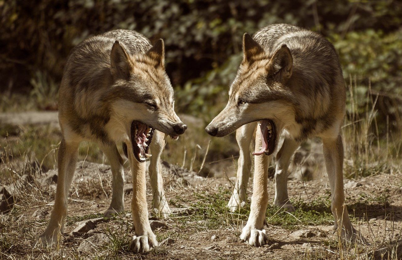 histoire des deux loups