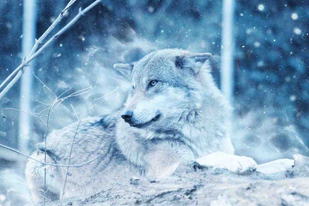 La légende du loup blanc