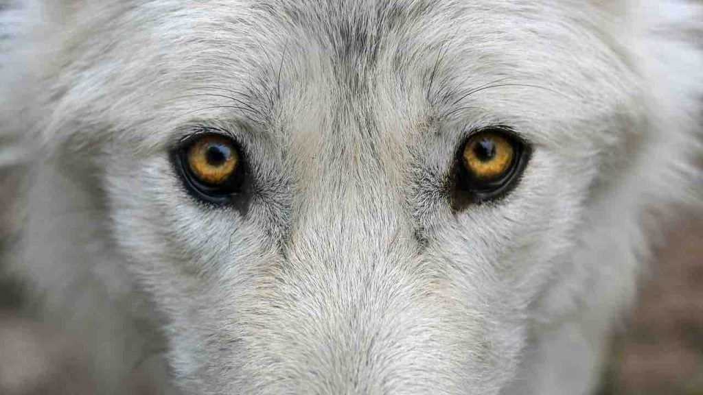 La légende du loup blanc