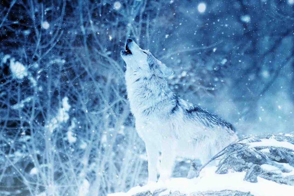 La légende du loup blanc