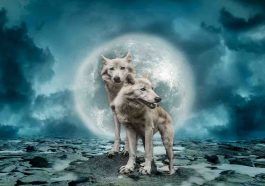 La légende du loup blanc