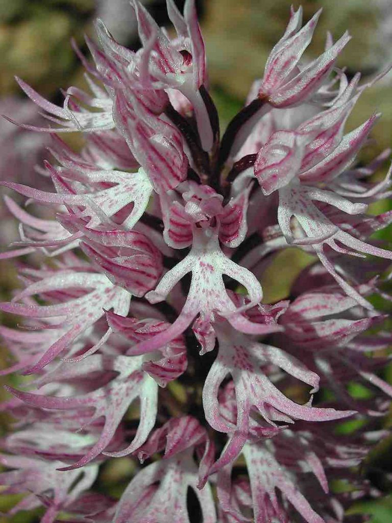 fleurs étonnantes